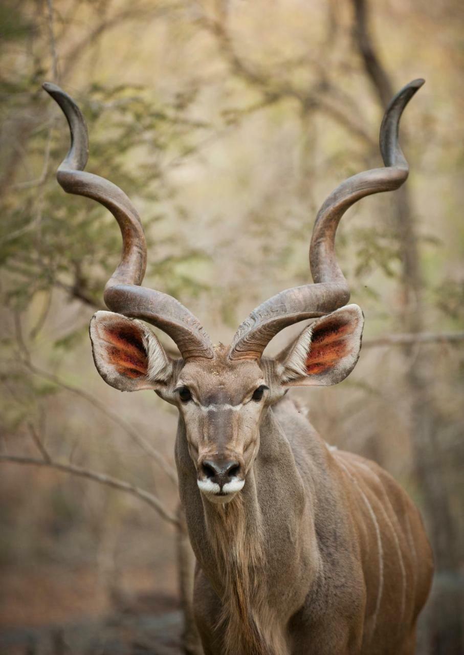 De Bruine Huis Marloth Park Dış mekan fotoğraf